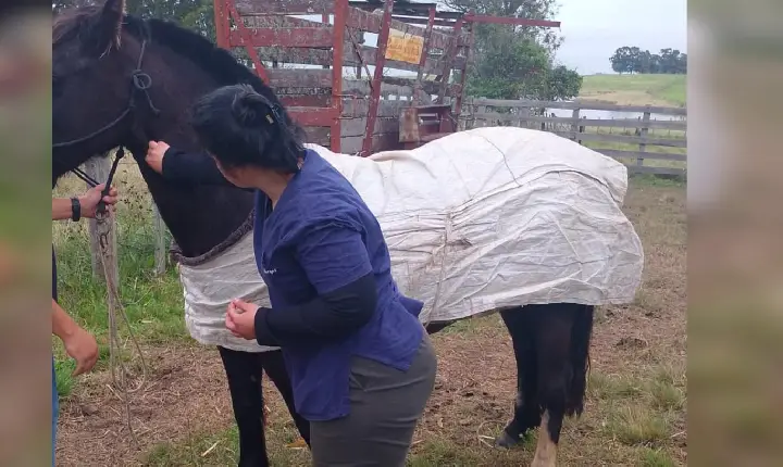 Animais passam por exame de Anemia Infecciosa Equina para os desfiles Farroupilhas