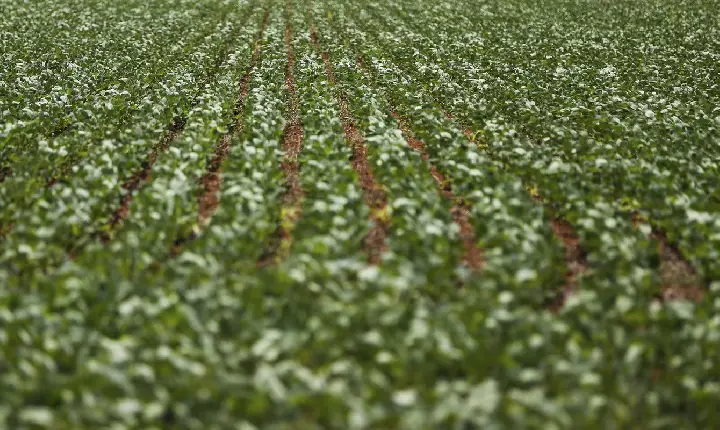 Reunião com bancada do agro termina sem acordo sobre dívidas rurais