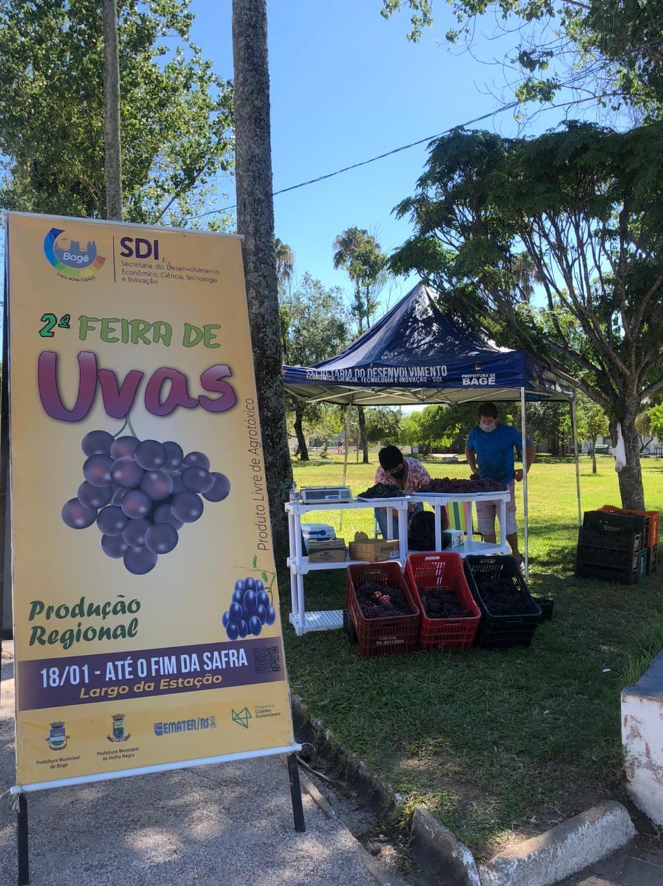 2ª edição da Feira de Uvas já comercializou cerca de 4,5 toneladas da fruta