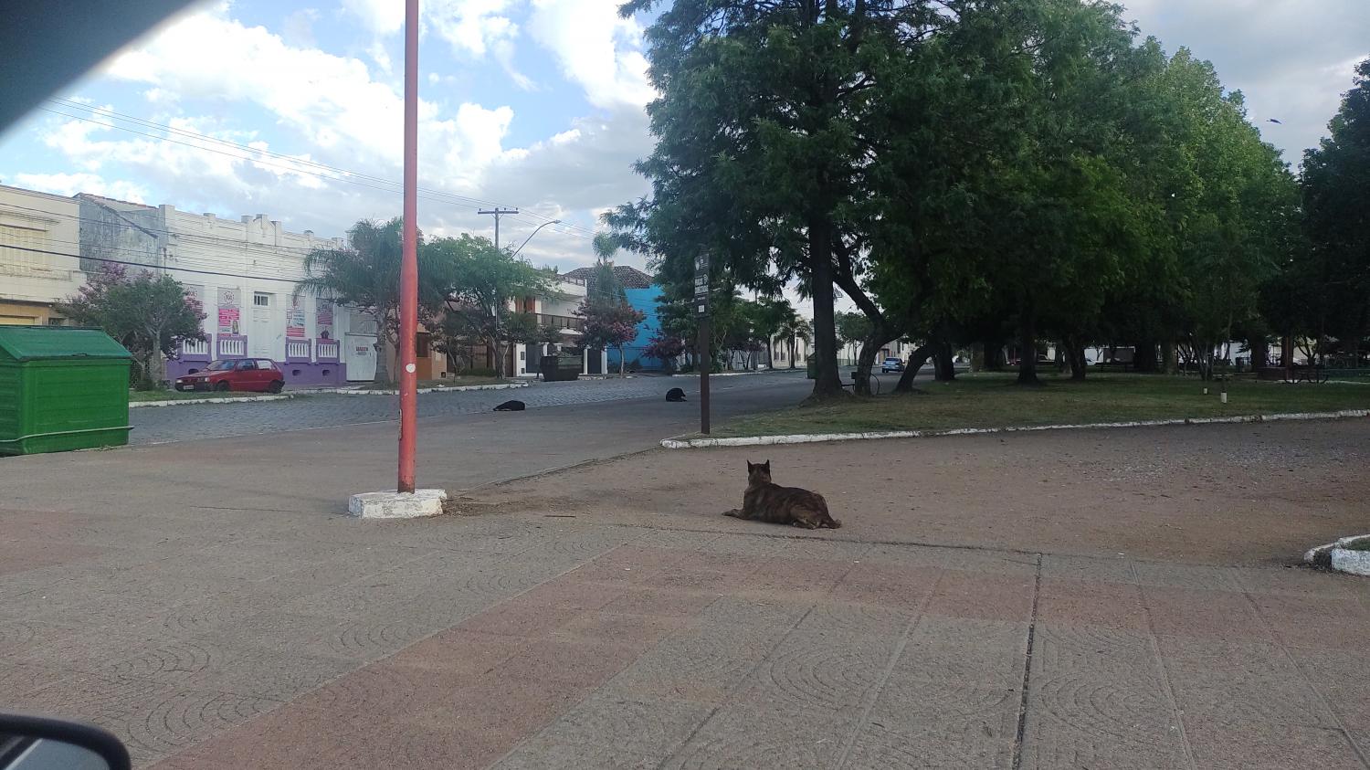 Cachorros da praça da estação causam prejuízos e ferimentos em motociclistas