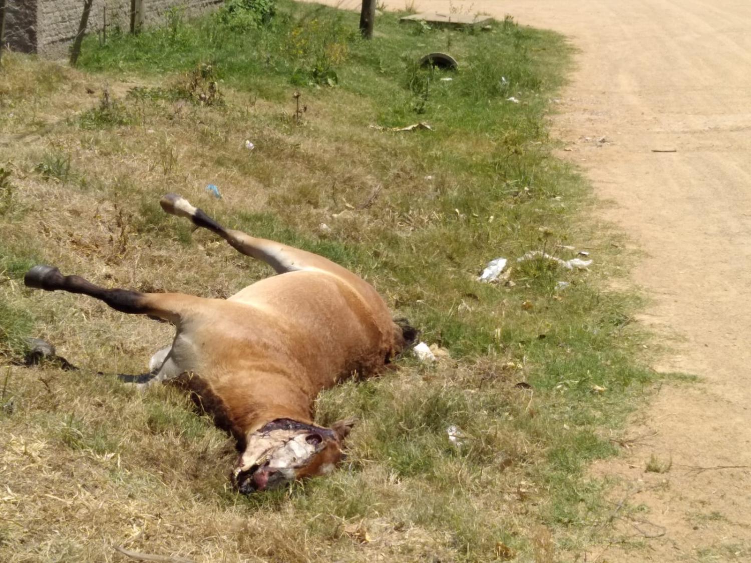 Cavalo em decomposição na Zona Norte