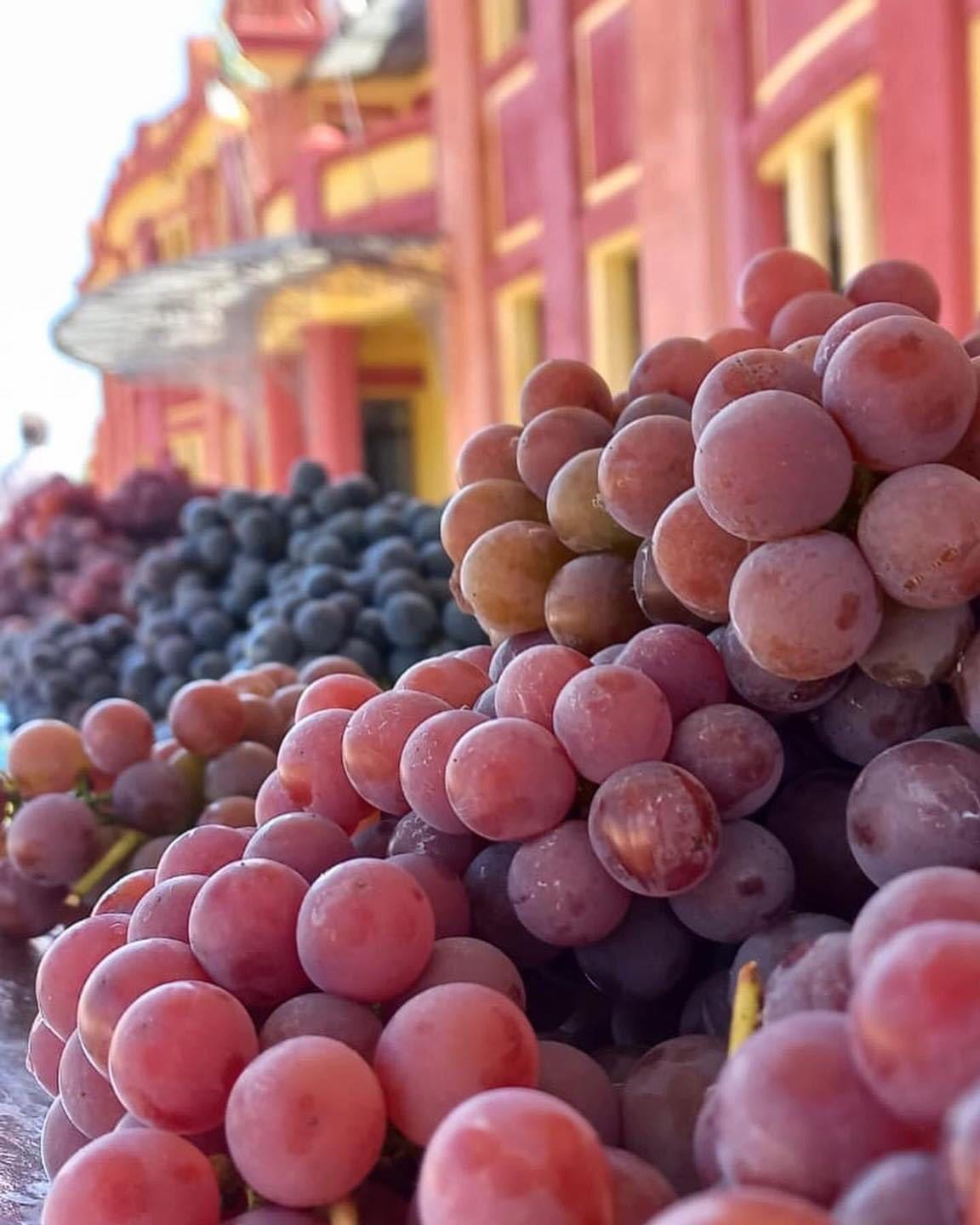 4ª Feira de Uvas duplicou volume de vendas