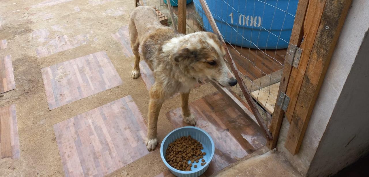 Cãozinho atropelado recolhido pela PRF as margens da BR 293 está pronto para ser adotado