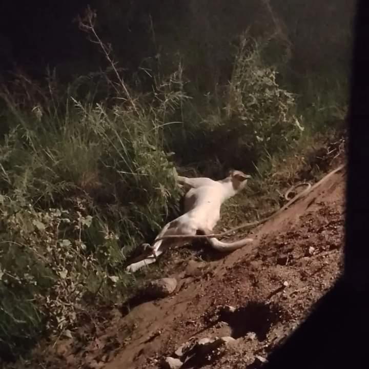Homem acusado de arrastar cão em veículo até a morte é preso pela polícia civil
