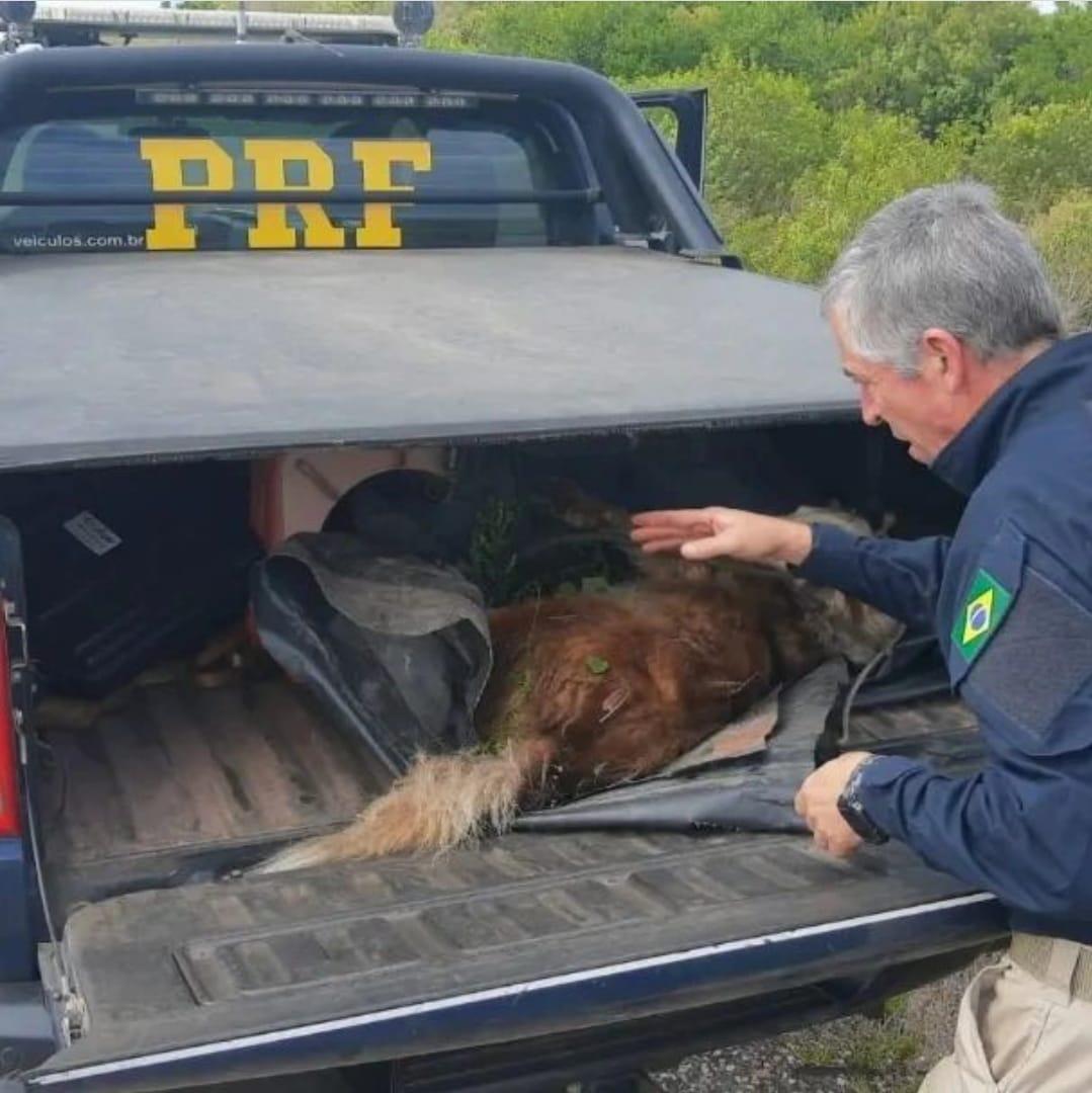 Polícia Rodoviária Federal socorre cão atropelado as margens da BR 293
