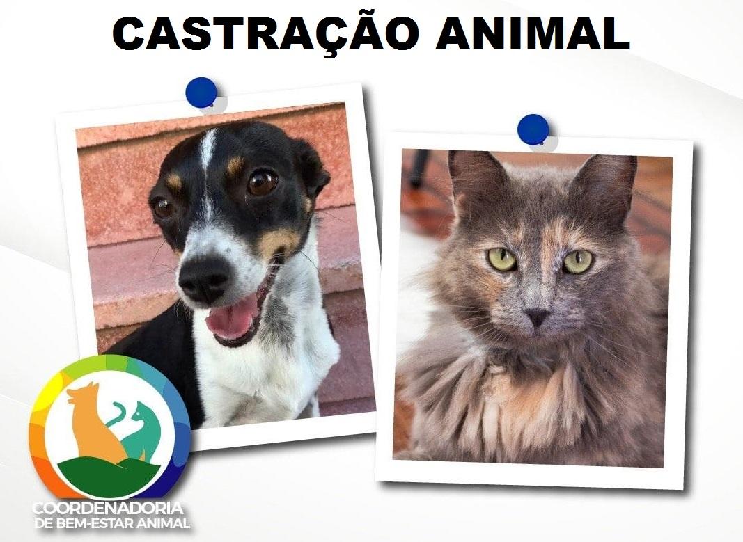 Saiba onde a Coordenadoria do Bem Estar Animal vai atender nesta quarta-feira
