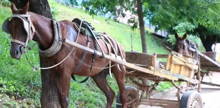 Uruguaiana - Município aprova projeto que extingue carroças na área urbana
