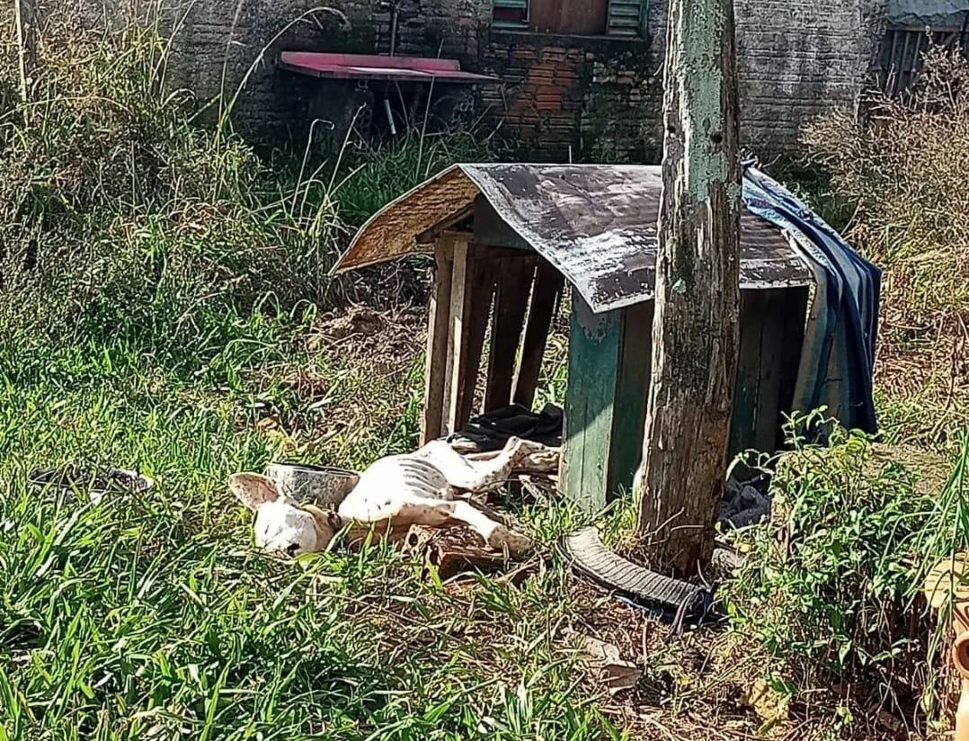 Cartório de Crimes Ambientais alerta para o aumento de crimes contra os animais