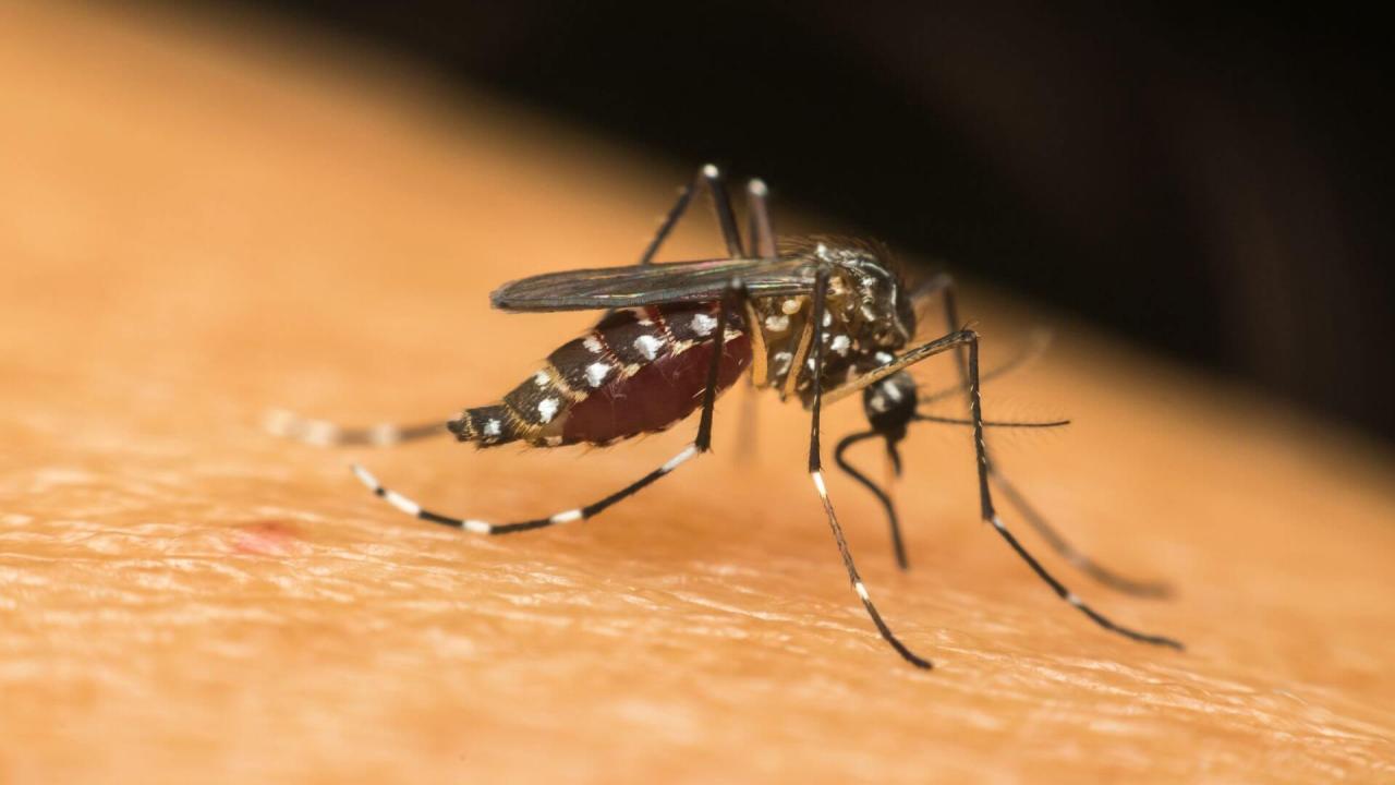 Com mais um óbito confirmado, Estado registra dezenove mortes por dengue em 2023