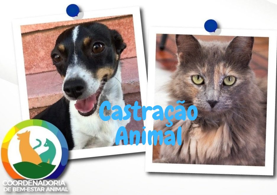 Coordenadoria do Bem Estar Animal vai atender em mais um bairro nesta terça-feira