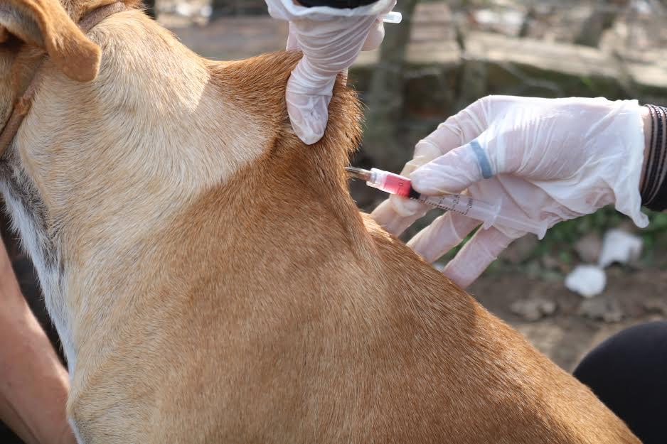 Governo Municipal aplica vacinas nos cães albergados no Canil