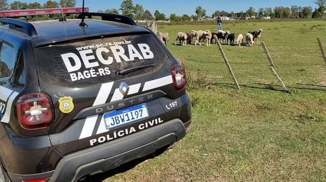 Polícia Civil recupera três ovinos da raça Lacaune furtados em Bagé