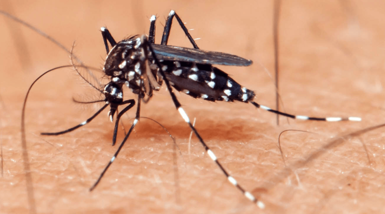 Primeiro caso de Zikavirus é confirmado em Dom Pedrito