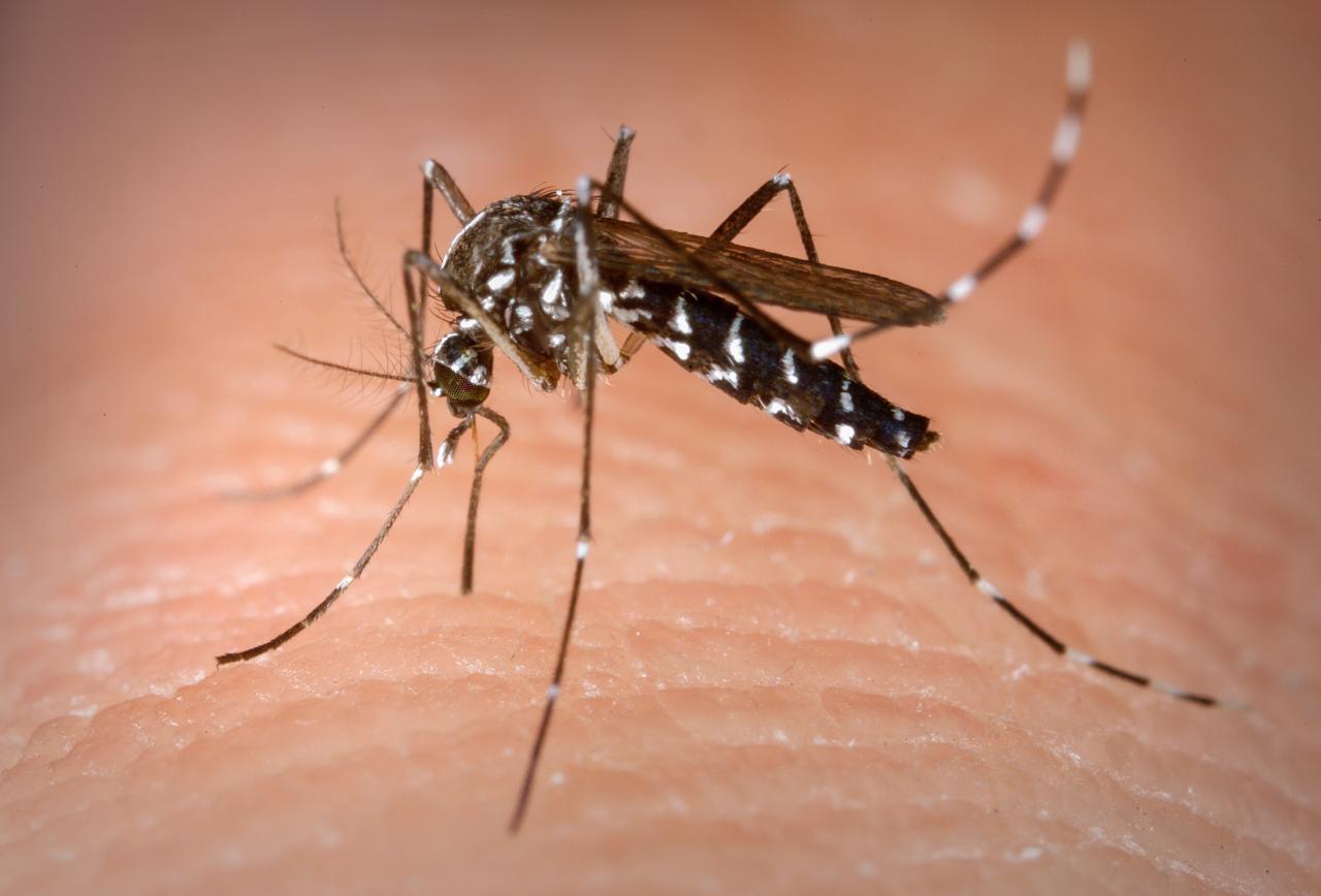 Secretaria de Saúde confirma segundo caso de Dengue em Bagé em 2023