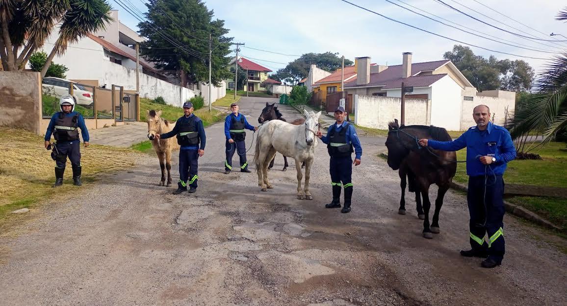 SSM recolhe cavalos soltos nas ruas da cidade