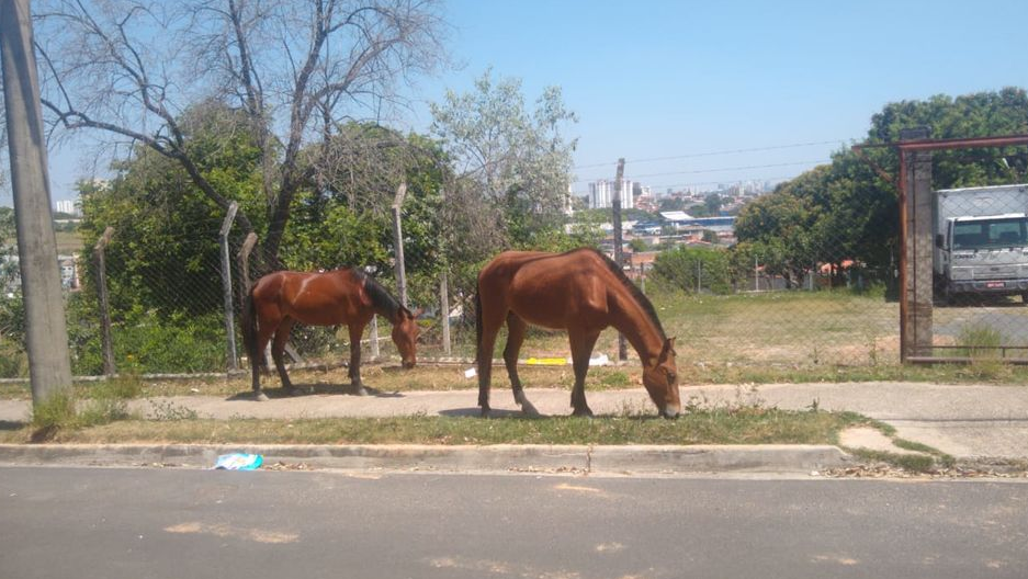 SSM vai realizar fiscalização de animais soltos nas ruas de Bagé