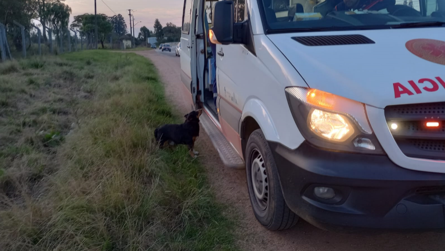 Homem passa mal, é atendido pelo Samu e seu cãozinho não o abandona