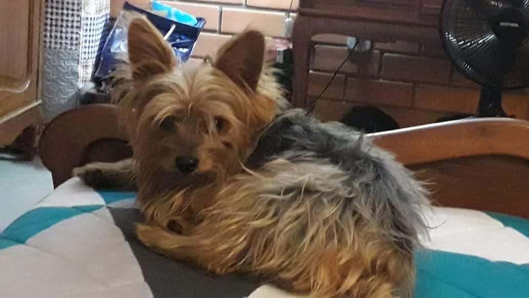 Petshop de Bagé dá cão como morto e enterrado, porém, é encontrado com vida dias depois