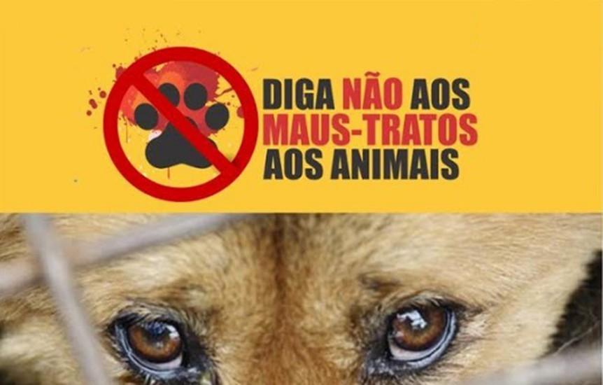 Cães são encontrados em apartamento após uma semana sem água e sem comida