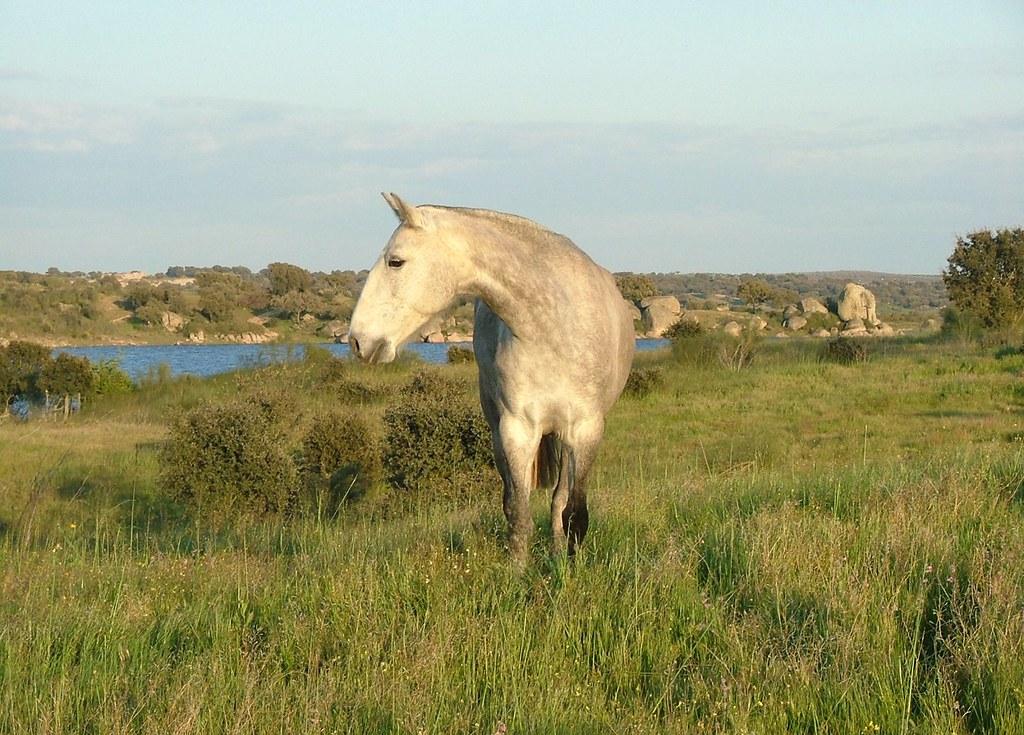 Animais soltos no entorno da obra da barragem poderão ser recolhidos