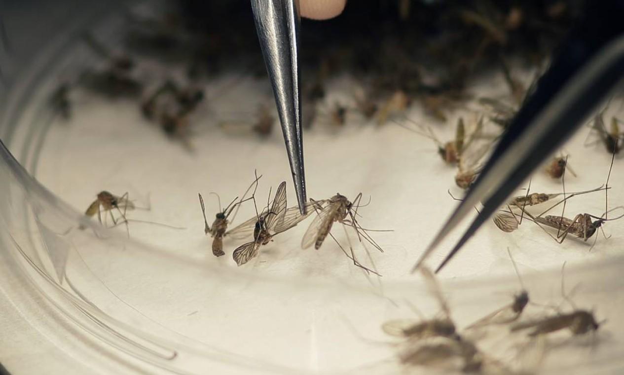 Secretarias municipais farão mutirão contra a dengue