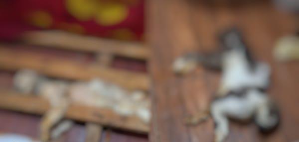 Polícia encontra apartamento fechado com dois animais mortos e outros quatro trancados