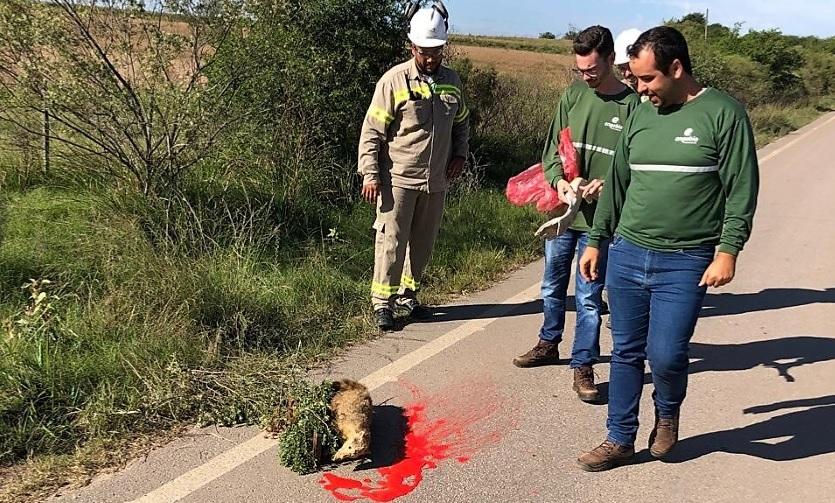 Simulado de atropelamento de fauna é realizado pela Usina Pampa Sul