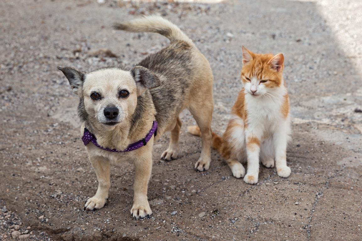 Vereadora propõe censo de cães e gatos em Bagé