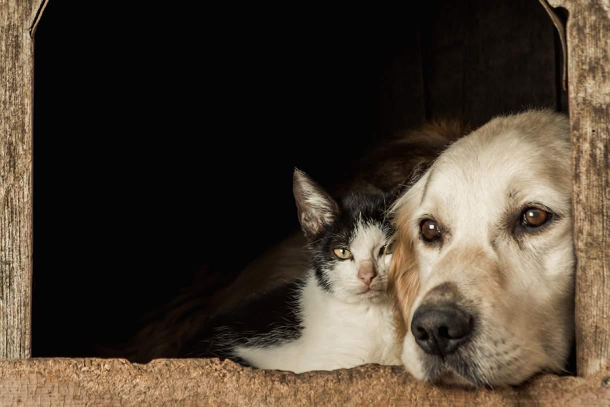 Governo estadual anuncia parceria com municípios para apoio a abrigos de cães e gatos