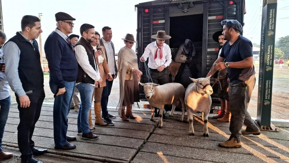 Ovinos Texel de Aceguá são os primeiros a chegar na Expointer