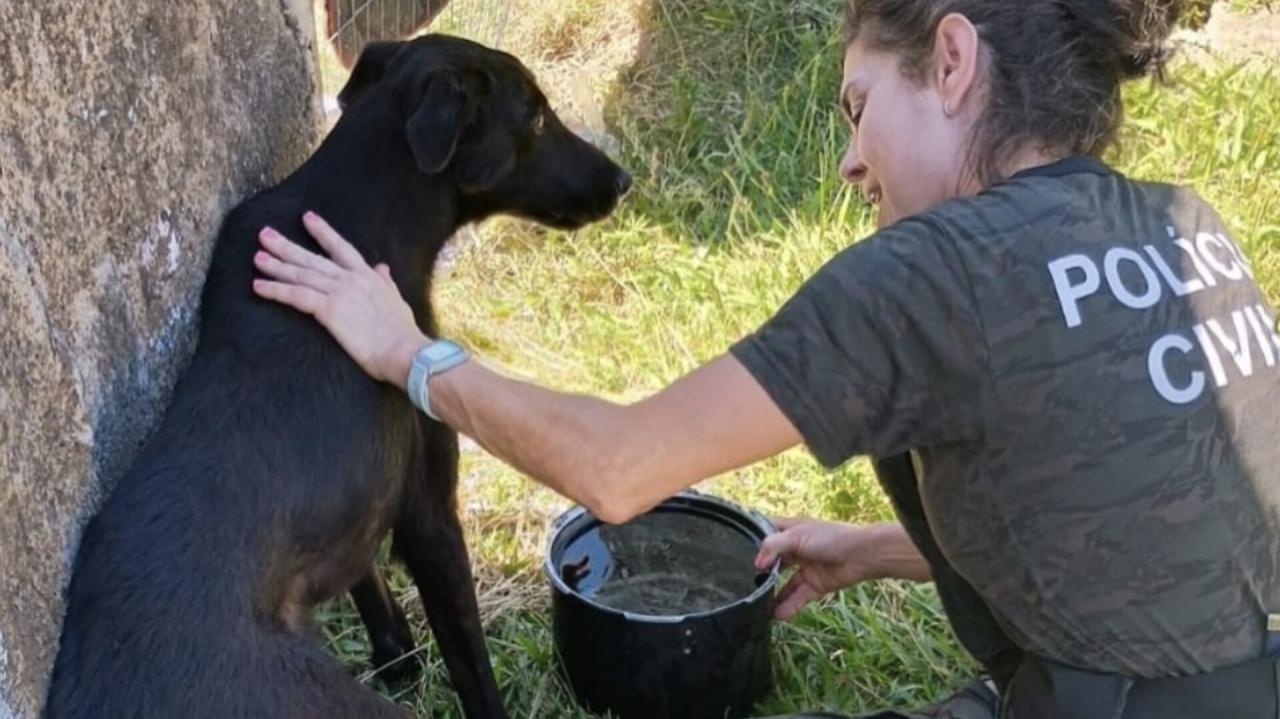 Polícia Civil deflagra operação contra maus tratos a animais
