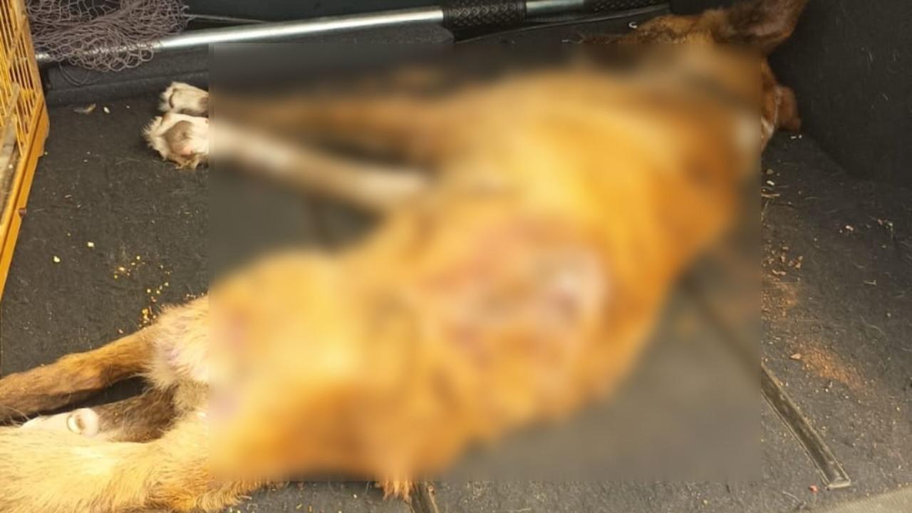 Animal é encontrado dentro de galpão em estado extremamente precário