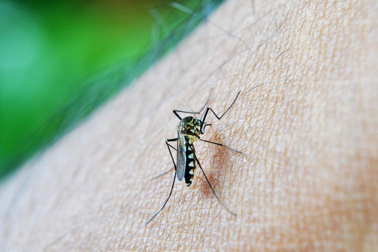Mais um caso de Dengue é confirmado em Bagé