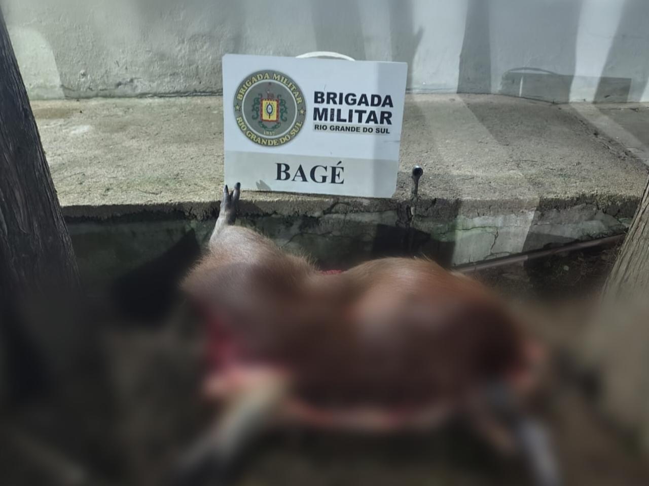 Três homens são detidos com arma e caça ilegal em Bagé