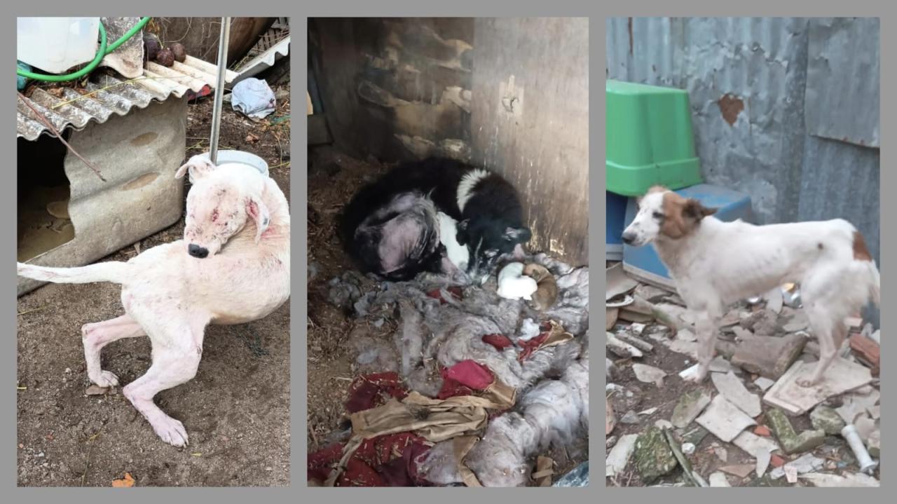 Homem é preso em flagrante por maus-tratos a animais no bairro Malafaia