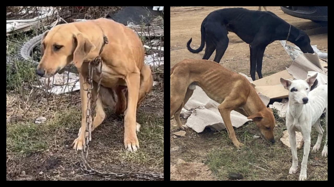 Mais de 20 cães são identificados em situação de Maus Tratos em Aceguá