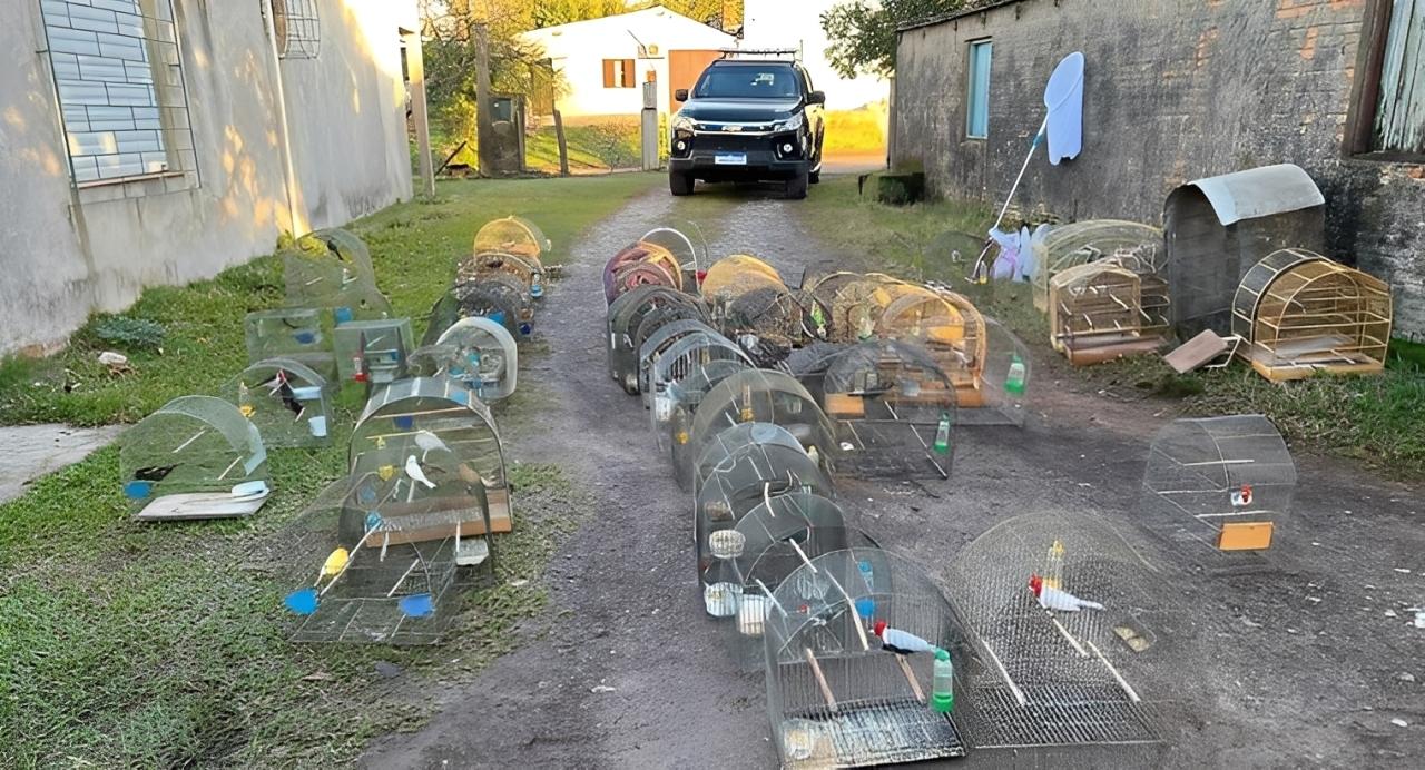 Polícia Federal resgata 71 animais silvestres em nova fase da Operação Púrpura