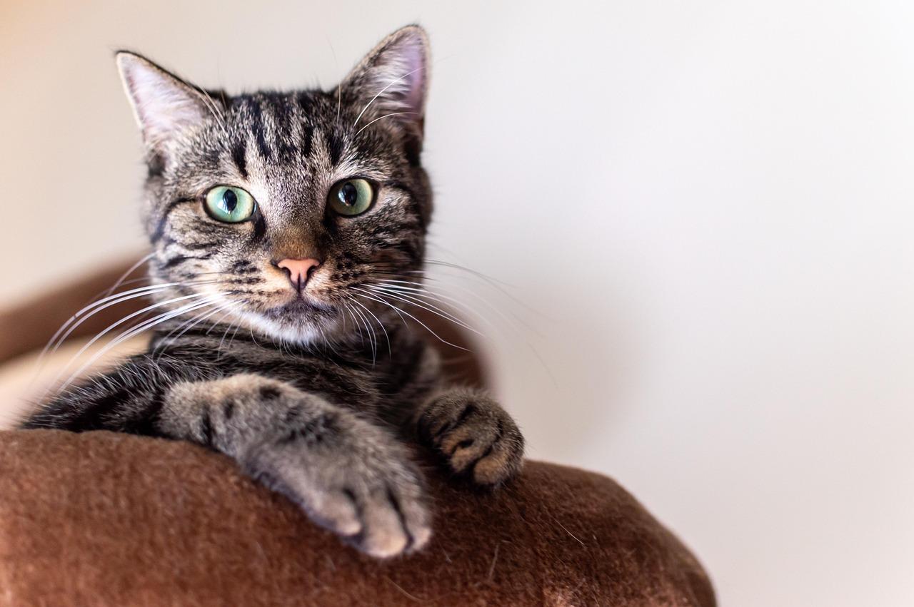 Câmara Municipal institui o “Selo Amigo dos Animais” para reconhecer ações em prol da causa animal