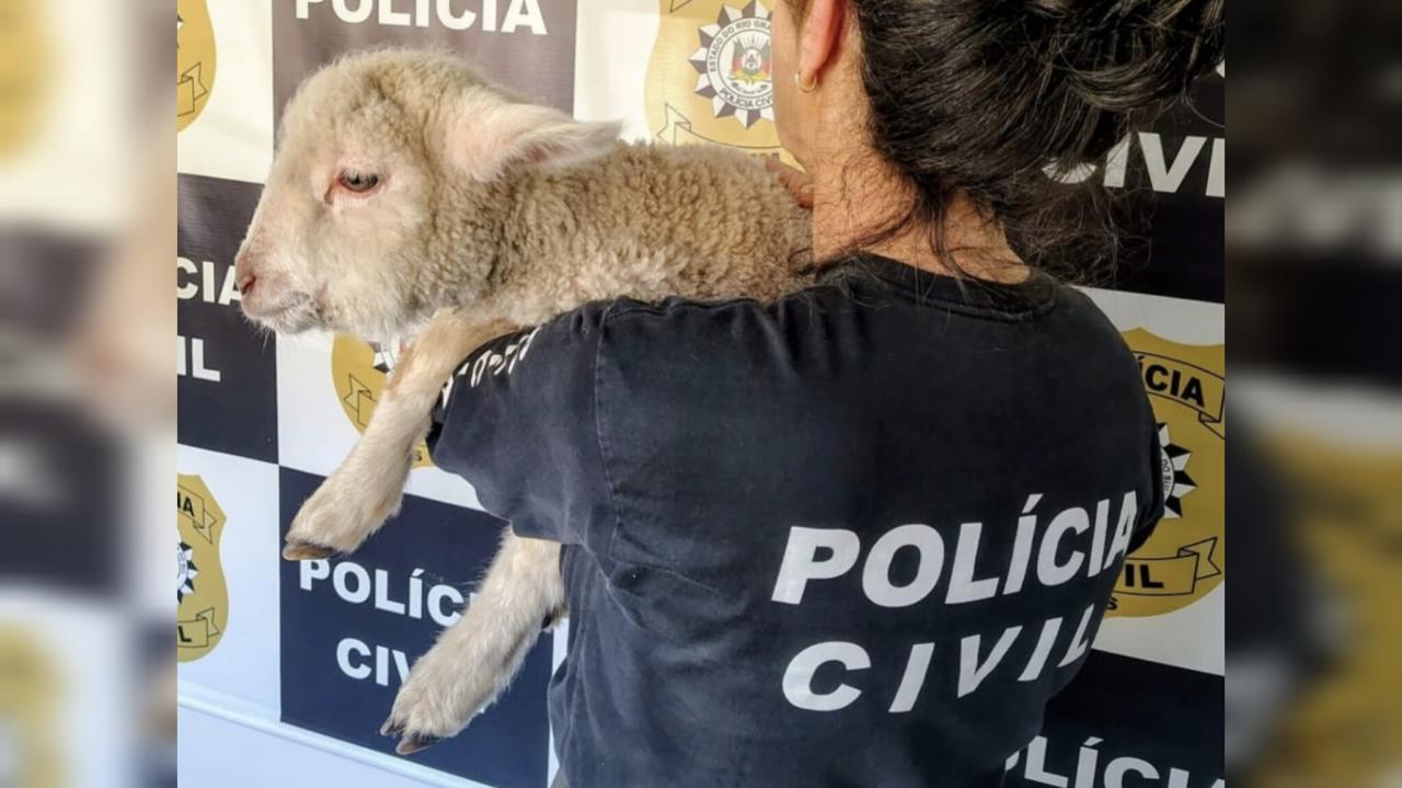 Ovino em situação de maus-tratos é encontrado em apartamento em Bagé