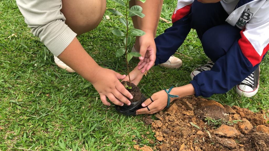 Projeto de lei propõe arborização obrigatória em escolas municipais de Bagé