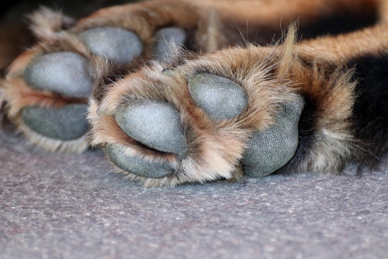 Anteprojeto propõe luto de um dia a servidores municipais pelo falecimento de animais de estimação