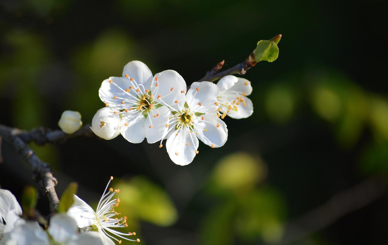 Primavera começa nesta segunda-feira sob efeito do fenômeno La Niña