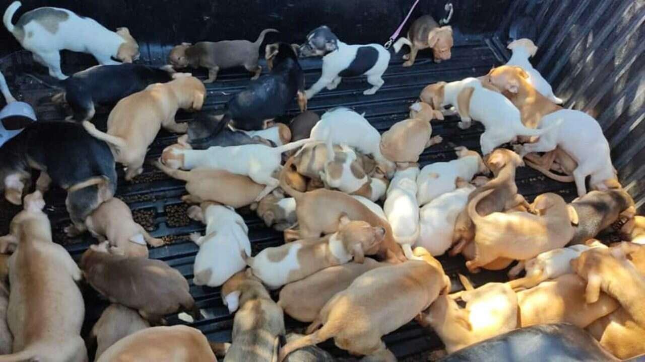 Projeto cria Política Municipal de Atenção às Pessoas em Situação de Acúmulo de Animais em Bagé