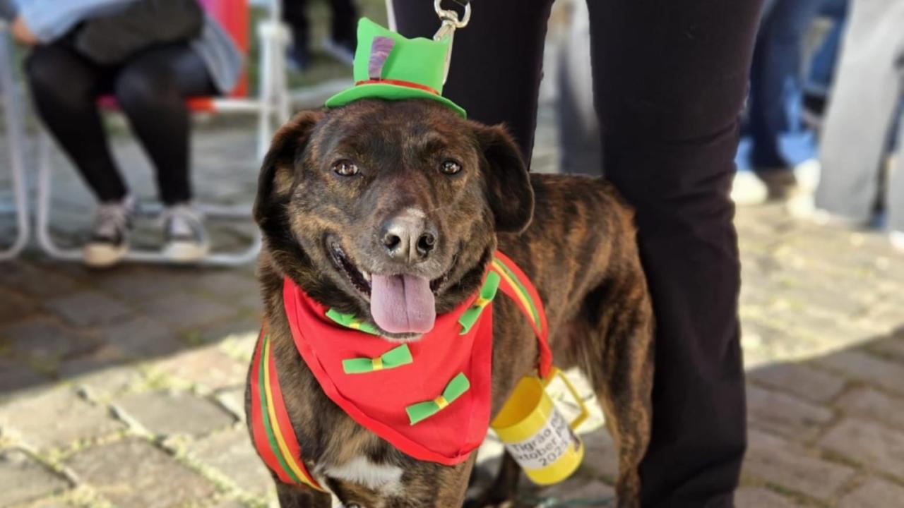 OktoberPet encerra mês de ações voltadas ao bem-estar animal em Bagé