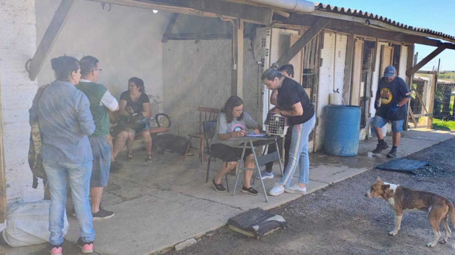Centro de Tratamento aos Animais de Rua realiza 53 procedimentos nos últimos dias