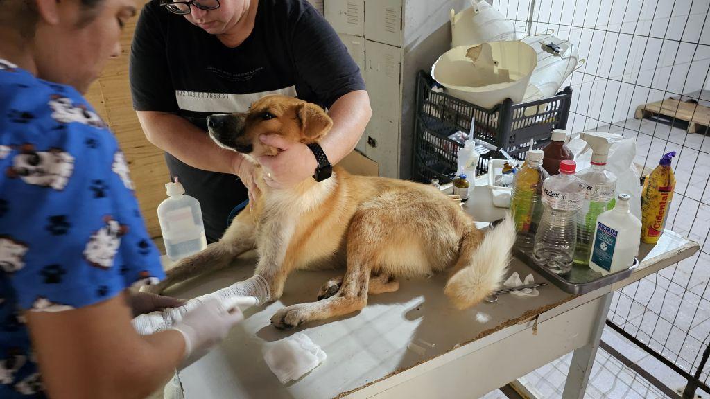 Castramóvel volta ás atividades na segunda quinzena de janeiro em Bagé