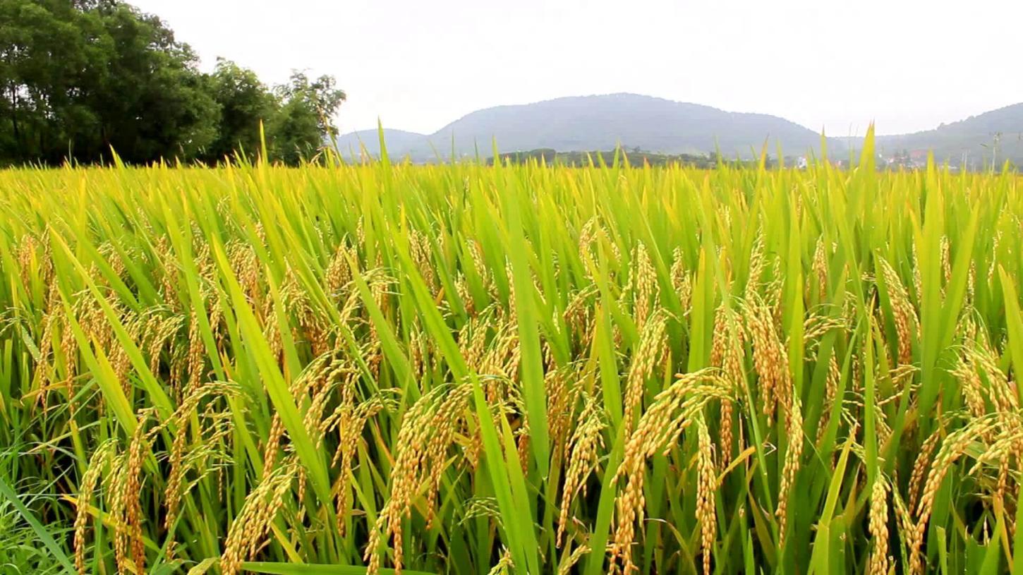 Evento marca a Abertura da 36ª Colheita do Arroz