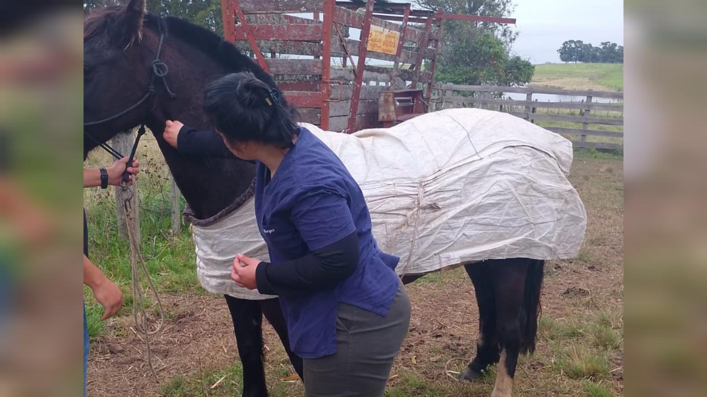 Animais passam por exame de Anemia Infecciosa Equina para os desfiles Farroupilhas